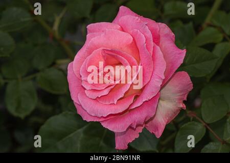 Nahaufnahme von rosa Rose auf dunkelgrünen natürlichen Hintergrund der Blätter Stockfoto