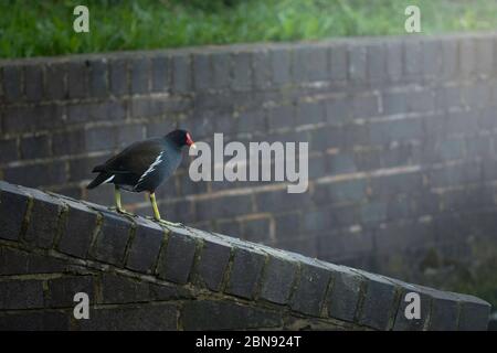 Moorhen geht vorsichtig Stockfoto