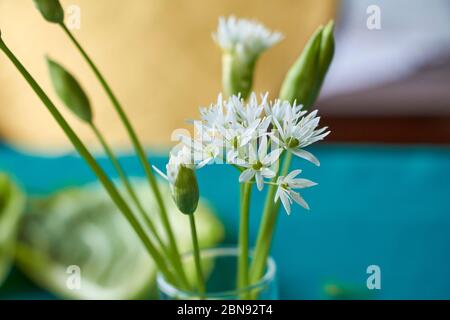 Nahaufnahme fragile weiße Ramson Blüten in Weinglas auf Küchenhintergrund, selektiver Fokus Stockfoto