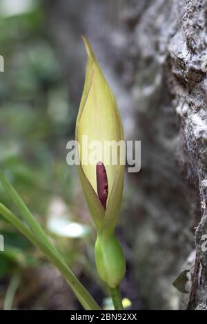 Arum maculatum Blume im Lebensraum durch Wand, hinten durch Abendlicht beleuchtet. Aka Kuckucksuhr, Herren und Damen. Konzentrieren Sie sich auf Spathe. Stockfoto