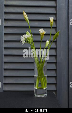 Nahaufnahme fragile weiße Ramson Blüten in Weinglas auf Küchenhintergrund, selektiver Fokus Stockfoto