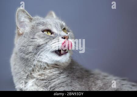 Die graue Katze schielte und leckte und schaute nach oben. Stockfoto