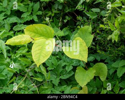 Japanische Knoweed, invasive Pflanze aka Reynoutria japonica, Fallopia japonica und Polygonum cuspidatum. GROSSBRITANNIEN. Frühlingsausläufer.