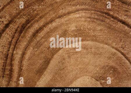 Holz detaillierte Textur von Schnittbaum Stamm Querschnitt oder Stumpf. Braune Oberfläche konzentrischer Baumringe. Hintergrund Holzstruktur. Ökologisches Konzept. Gr Stockfoto