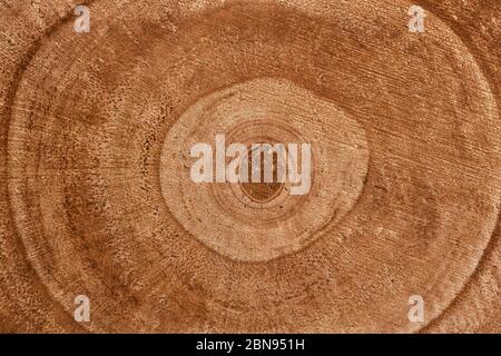 Holz detaillierte Textur von Schnittbaum Stamm Querschnitt oder Stumpf. Braune Oberfläche konzentrischer Baumringe. Hintergrund Holzstruktur. Ökologisches Konzept. Gr Stockfoto