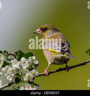 Eine männliche Grünfink (Zuchtjahr Chloris) im Vereinigten Königreich Stockfoto