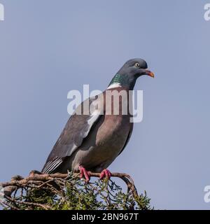 Ein Woodpigeon (Columba Palumbus) in Großbritannien Stockfoto