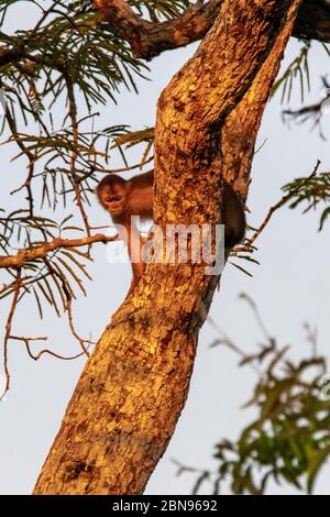 Kapuzineraffen (Cebus albifrons) im Baum des peruanischen Amazonas Stockfoto