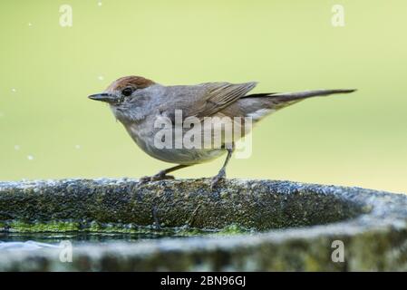 Eine Blackcap, Sylvia atricapilla, alleinstehende Hündin in einem britischen Garten Stockfoto