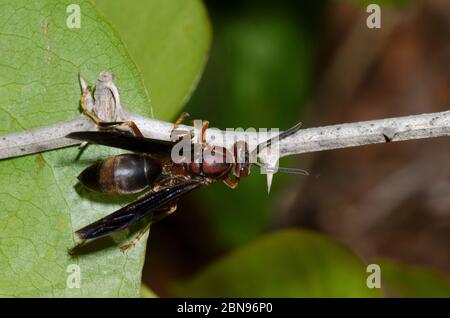 Metrische Papierscheibe, Polistes metricus, weiblich Stockfoto