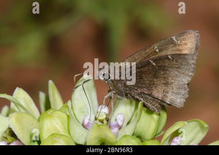 Konfus-Cloudywing, Cecropterus confusis, Nektaring auf grünem Milkweed, Asclepias viridis Stockfoto