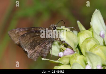 Konfus-Cloudywing, Cecropterus confusis, Nektaring auf grünem Milkweed, Asclepias viridis Stockfoto
