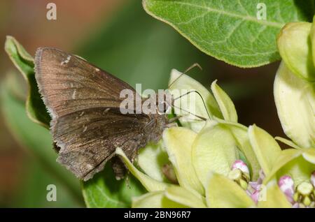 Konfus-Cloudywing, Cecropterus confusis, Nektaring auf grünem Milkweed, Asclepias viridis Stockfoto