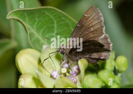 Konfus-Cloudywing, Cecropterus confusis, Nektaring auf grünem Milkweed, Asclepias viridis Stockfoto