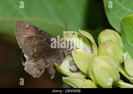Konfus-Cloudywing, Cecropterus confusis, Nektaring auf grünem Milkweed, Asclepias viridis Stockfoto