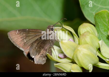 Konfus-Cloudywing, Cecropterus confusis, Nektaring auf grünem Milkweed, Asclepias viridis Stockfoto