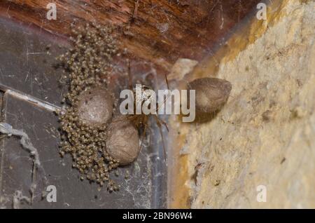 Gewöhnliche Hausspinne, Parasteatoda tepidariorum, Weibchen mit Eizellen, ein Schlupf Stockfoto