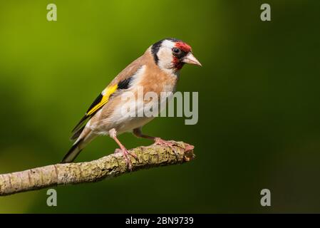 Ein Stieglitz (Zuchtjahr Zuchtjahr) im Vereinigten Königreich Stockfoto