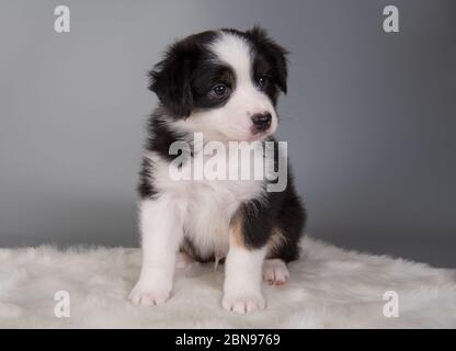 Australian Shepherd dreifarbig schwarz tan Welpen Hund Stockfoto