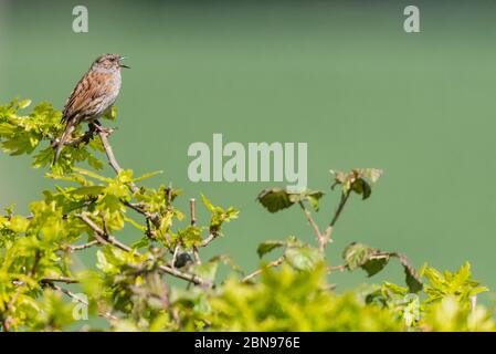 Ein Dunnock singt in einem englischen Garten (Prunella modularis) Stockfoto