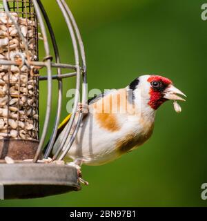 Ein Stieglitz (Zuchtjahr Zuchtjahr) im Vereinigten Königreich Stockfoto