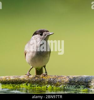 Ein Blackcap, Sylvia atricapilla, alleinstehende Rüde in einem englischen Garten Stockfoto