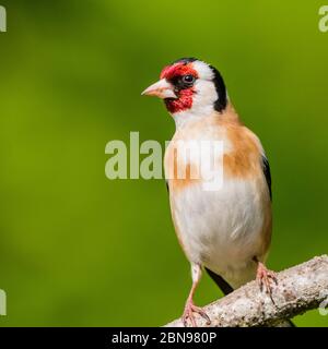 Ein Stieglitz (Zuchtjahr Zuchtjahr) im Vereinigten Königreich Stockfoto