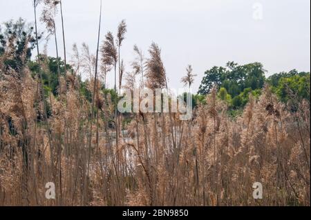 Phragmites australis gemein Schilf Stockfoto