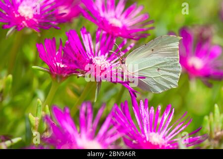 Weißer Schmetterling auf rosa Eisblumen Stockfoto