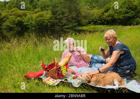 Ältere Paare mit Hund sind mit Picknick in der Natur Stockfoto