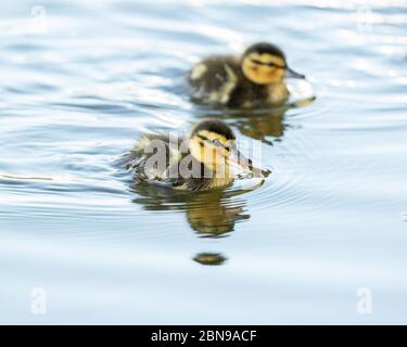 Baby Mallard Entlein nur ein paar Tage alt Stockfoto