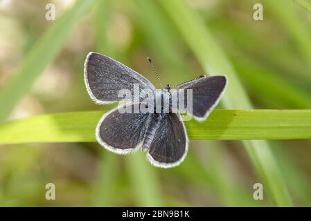 Small Blue Butterfly - Cupido minimus Männchen auf Gras Stockfoto