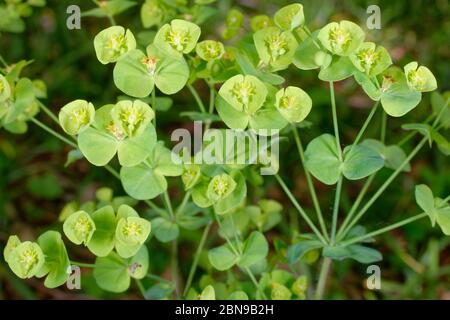 Waldspieg - Euphorbia amygdaloides Waldland wilde Blume Stockfoto