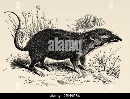 Hylomys (bekannt als Gymnosides) Gattung in der Familie der Erinaceide. Sie leben in Süd- und Ostasien. Seine nächsten Verwandten, alle Fossilien, sind in die Gattungen Lantanotherium und Thaiagymnurus gruppiert. Alte gravierte Tier Illustration 19. Jahrhundert Stockfoto