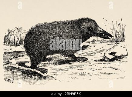 Tenreiden (Tenrecidae), bekannt als Tenrecs, Familie von Plazenta Säugetieren der Ordnung Afrosoricide (Tenrecomorpha). Sie leben hauptsächlich in Madagaskar. Alte gravierte Tier Illustration 19. Jahrhundert Stockfoto