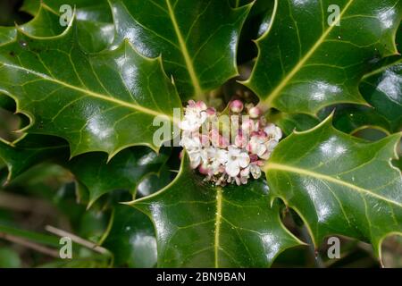 Gemeine Hollie - Ilex aquifolium Blätter und Blüten Stockfoto