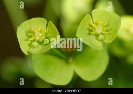 Waldschwein - Euphorbia amygdaloides die Schließe der Blumen Stockfoto