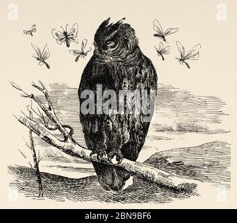 Die Eule (Bubo bubo) ist eine Art strigiforme Vogel in der Familie Strigidae Es ist ein großer Greifvogel, in Europa, Asien und Afrika verteilt. Alte gravierte Tier Illustration 19. Jahrhundert Stockfoto