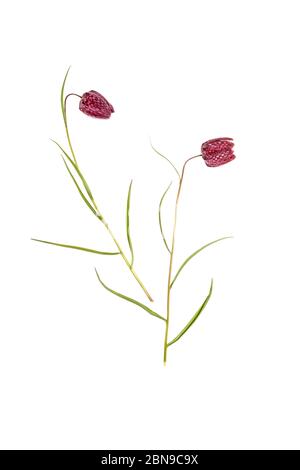 Schlangenkopf oder karierte Lilie (Fritillaria meleagris) auf weißem Hintergrund Stockfoto