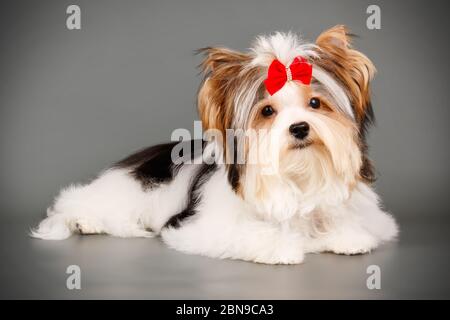 Studio-Fotografie eines Biewer Yorkshire Terrier auf farbigen Hintergründen Stockfoto