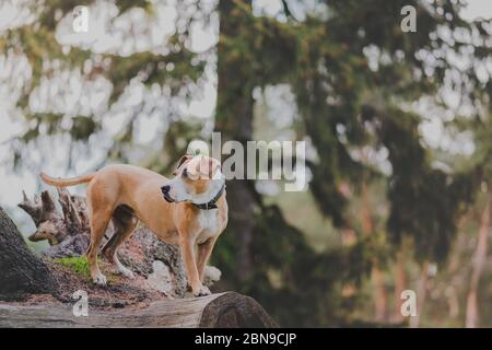 Schöner aktiver Hund im Wald, Teleaufnahme. Staffordshire Terrier mutt steht auf einem großen Baumstuck im Wald Stockfoto