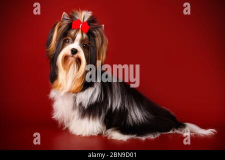 Studio-Fotografie eines Biewer Yorkshire Terrier auf farbigen Hintergründen Stockfoto