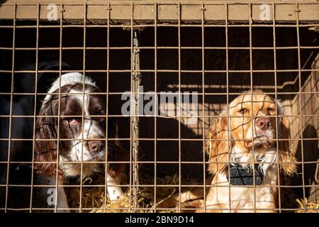 Working Dogs in Land Rover, Cocker Spaniel, Walking, Woodland, UK, Welpen, Jagdhund, Wandern, Gold colored, Gras, im Freien, Mai, Bluebell, niedlich, Stockfoto