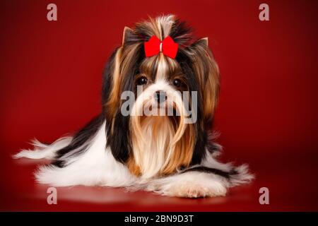 Studio-Fotografie eines Biewer Yorkshire Terrier auf farbigen Hintergründen Stockfoto
