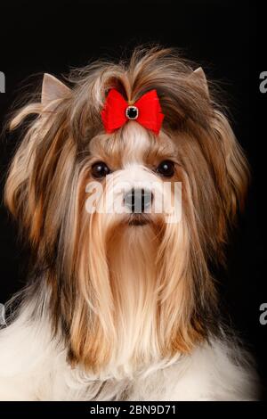 Studio-Fotografie eines Biewer Yorkshire Terrier auf farbigen Hintergründen Stockfoto