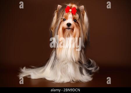 Studio-Fotografie eines Biewer Yorkshire Terrier auf farbigen Hintergründen Stockfoto