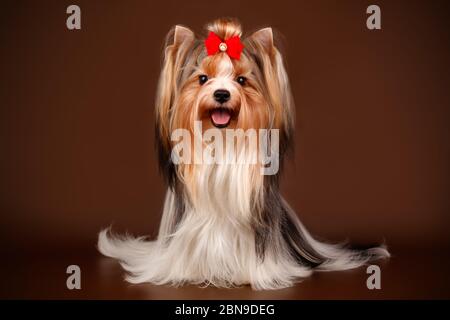 Studio-Fotografie eines Biewer Yorkshire Terrier auf farbigen Hintergründen Stockfoto