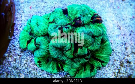 Die gefaltete Koralle - (Wellsophyllia radiata) Stockfoto