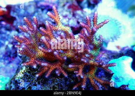 Birdnest SPS Coral - Seriatopora caliendrum Stockfoto