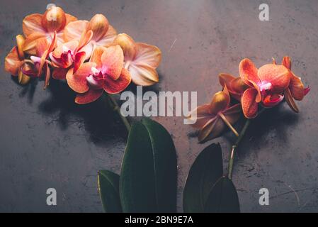 Orange Phalaenopsis Orchidee-Pflanze Stockfoto